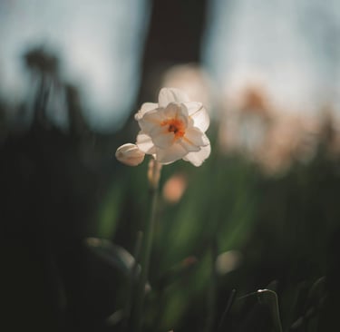 Single flower blooms-just like our Divine Light within forever blooming