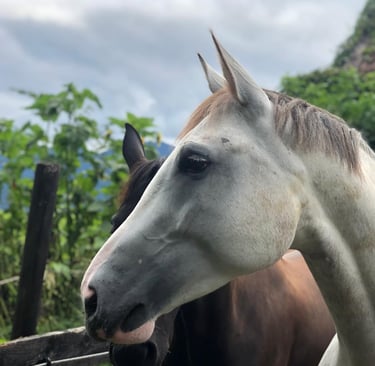 Schimmel Pferd Bayern