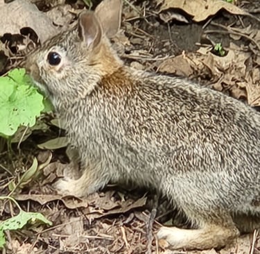 a rabbit