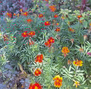 a shrub with red flowers planted well