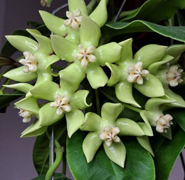 Hoya imperialis green cendol with thick leaves and light green veins