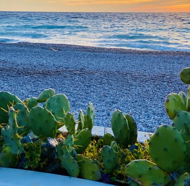 a cactus planter with a sunset in the background
