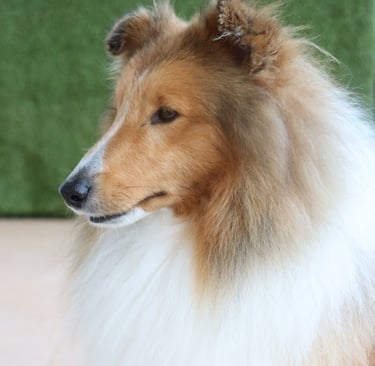 Pastor de las islas de shetland, Maravryan shelties, Shelties de Maravryan, Shetland sheepdog