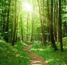 entier dans une forêt verdoyante baignée de lumière, symbole d’un pas vers le mieux-être