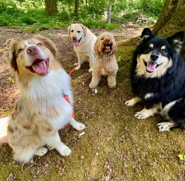 Dog Walking, Dog Sitting, Vet Visits & Grooming in Brussels