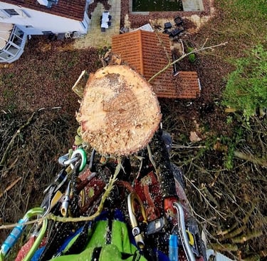 arboriste grimpeur élaguant un arbre depuis sa cime