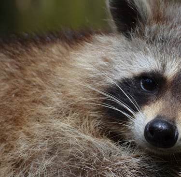 a raccoon at rest