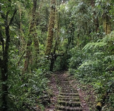Cosa vedere a Monteverde - Bosque Nuboso