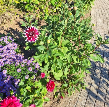 a cottage garden border with many flowers