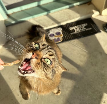 Chat mangeant un poisson
