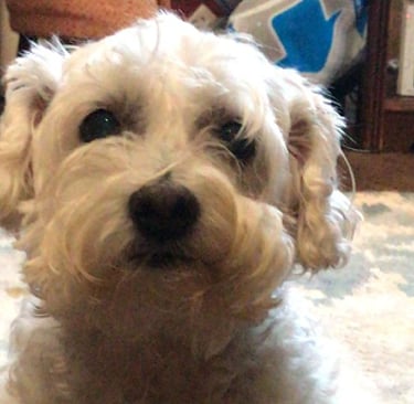 White dog sitting on a rug in a living room