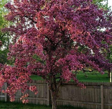 Spring Bloom