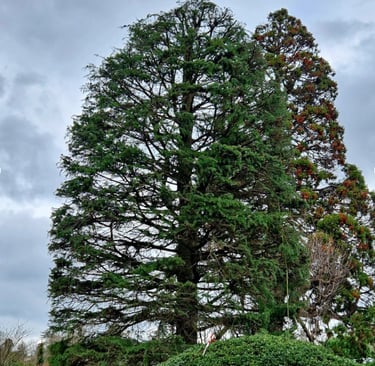 arbre venant d'être élagué 