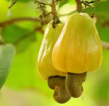 caju amarelo