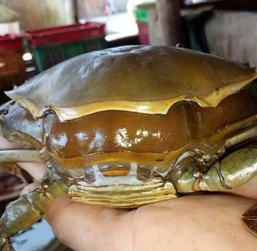 double skinned crabs