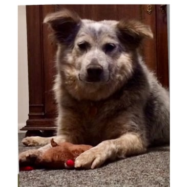 Bailey, confident and happy in her forever home