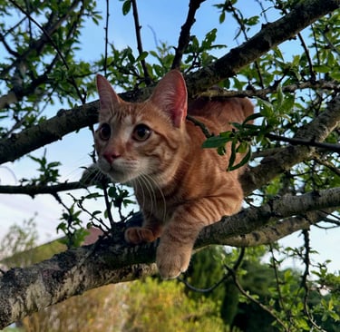 pourquoi loki et compagnie communication animale