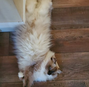 Color Point Siberian cat pregnant