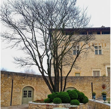 arbre venant d'être élagué