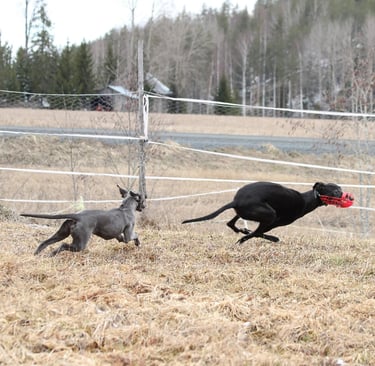 whippet juoksee