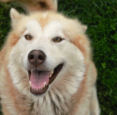 alaskan malamute rosso bianco, light red
