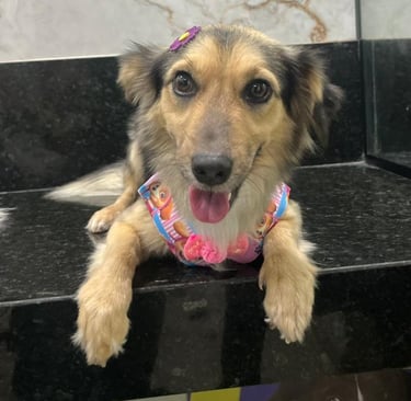 Serviços de banho para pets de todas as raças