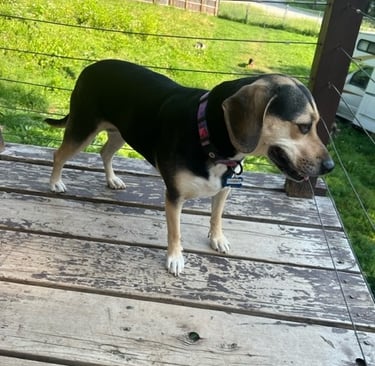 Penny