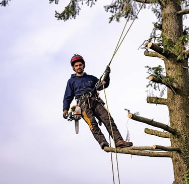 élagueur grimpeur encordé à la cime d'un arbre