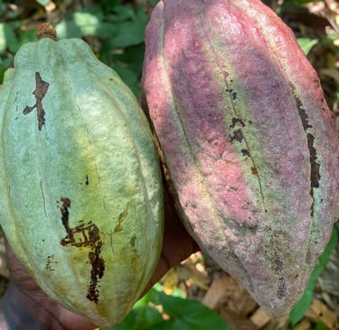 criollo cacao