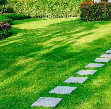 mexican lawn grass seeds