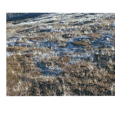 Image from the permafrost ground in Abisko