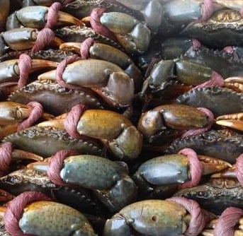 vietnamese crab supplier