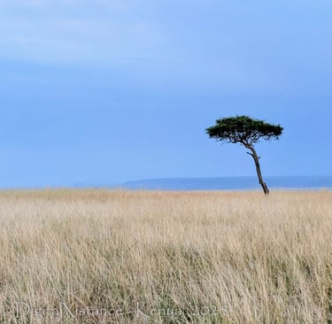 Acacia, Maasai Mara National Park, Kenya