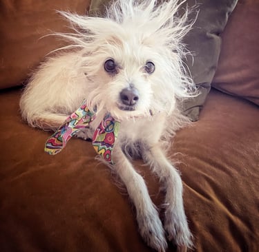 Robin Can Do It pet sitting an amazingly beautiful Chihuahua Poodle near Carbondale, Colorado