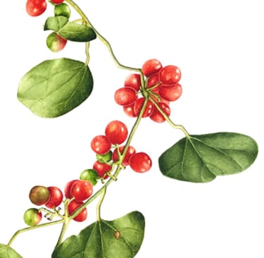 Cocculus carolinus (L.) DC. Moonseed Family Texas native