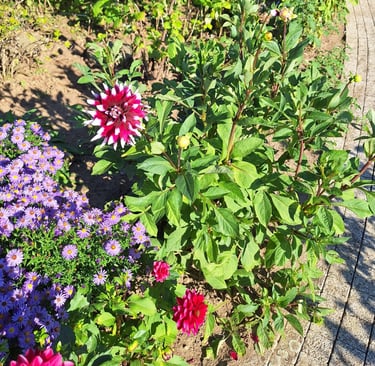 multiple flowering shrubs in a garden