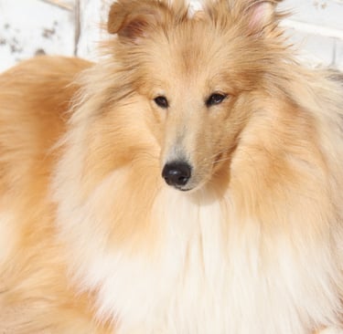 Pastor de las islas de shetland, Maravryan shelties, Shelties de Maravryan, Shetland sheepdog