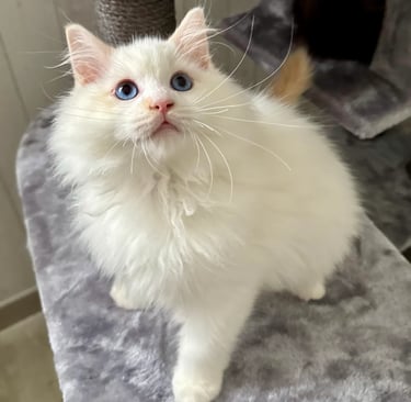 Austin des Dolls de Mitilo