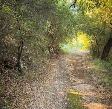 Hiking Zante - Start of the trail in the woods