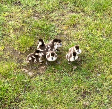A group of six tiny goslings, lost and looking for mum and dad