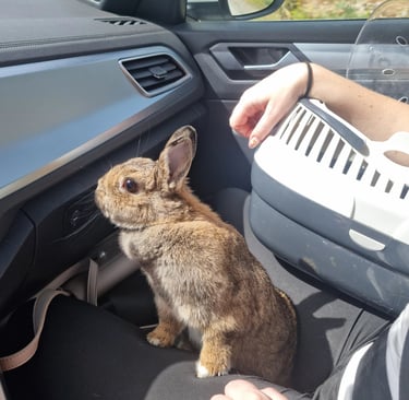 a rabbit rabbit in a car looking outside