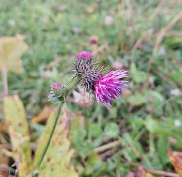 one pink Alpine Tistle booming in a meadow