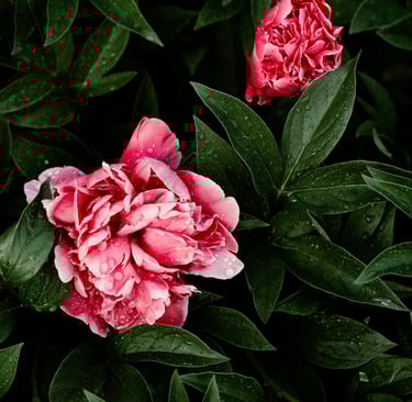 two pink peonie flowers with leaves