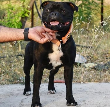 Collare martingala sbt 1935 staffordshire bull terrier