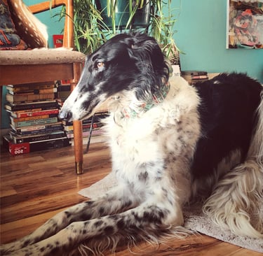 Robin Can Do It Pet Sitter with Borzoi near Carbondale, Colorado