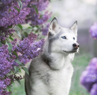 Bild von Maya (Hund)