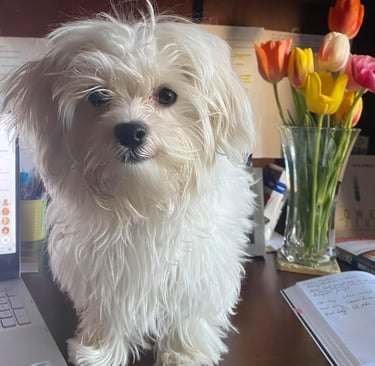 Female Maltese Puppy sitting on desk.