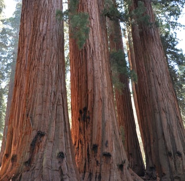 a man standing in front of a group of giant sequoia trees