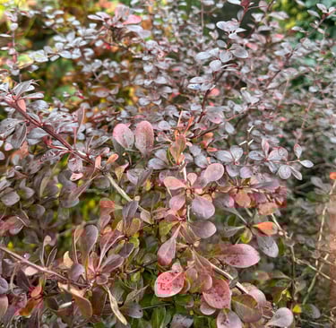 Barberrys growing in a zone 5 garden