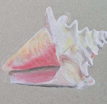 art class pastle drawing of a shell. learn to draw and paint art classes for all abilities MK